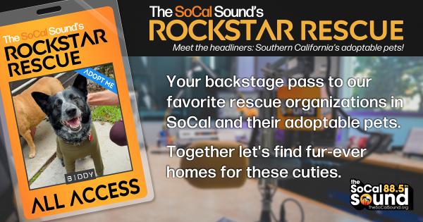 KCSN RockstarRescue PotW 120125 CreateOutlines FACEBOOK 1200x631